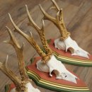 Rehgeweihe 3 Stück Rehböcke Reh Bock Geweihe auf ZIRBENHOLZ Trophäenschildern 22.1378