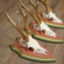 Rehgeweihe 3 Stück Rehböcke Reh Bock Geweihe auf ZIRBENHOLZ Trophäenschildern 22.1378