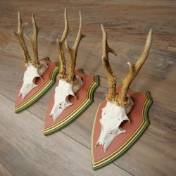 Rehgeweihe 3 Stück Rehböcke Reh Bock Geweihe auf ZIRBENHOLZ Trophäenschildern 22.1378