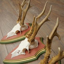 Rehgeweihe 3 Stück Rehböcke Reh Bock Geweihe auf ZIRBENHOLZ Trophäenschildern 22.1378