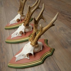 Rehgeweihe 3 Stück Rehböcke Reh Bock Geweihe auf ZIRBENHOLZ Trophäenschildern 22.1378