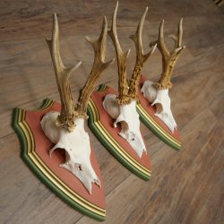 Rehgeweihe 3 Stück Rehböcke Reh Bock Geweihe auf ZIRBENHOLZ Trophäenschildern 22.1378