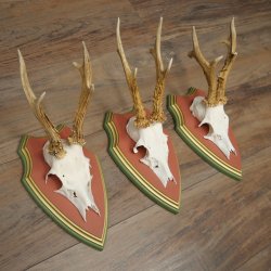 Rehgeweihe 3 Stück Rehböcke Reh Bock Geweihe auf ZIRBENHOLZ Trophäenschildern 22.1378