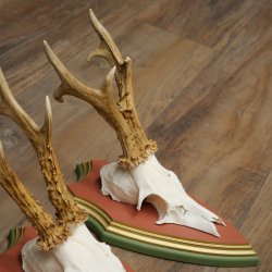 Rehgeweihe 3 Stück Rehböcke Reh Bock Geweihe auf ZIRBENHOLZ Trophäenschildern 22.1378