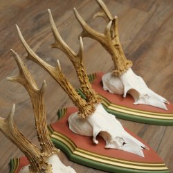 Rehgeweihe 3 Stück Rehböcke Reh Bock Geweihe auf ZIRBENHOLZ Trophäenschildern 22.1378