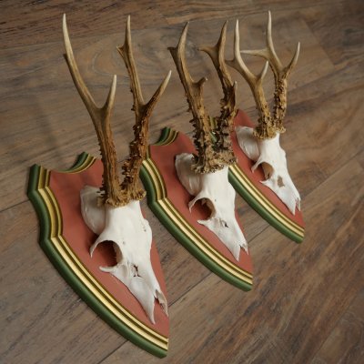 Cuernos de corzo, 20 unidades, corzos machos, cuernos de corzo macho, placas trofeo talladas 22.1350