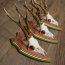 Cuernos de corzo, 20 unidades, corzos machos, cuernos de corzo macho, placas trofeo talladas 22.1350