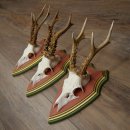 Cuernos de corzo, 20 unidades, corzos machos, cuernos de corzo macho, placas trofeo talladas 22.1350