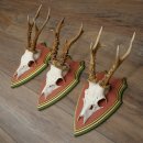 Cuernos de corzo, 20 unidades, corzos machos, cuernos de corzo macho, placas trofeo talladas 22.1350