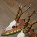 Cuernos de corzo, 20 unidades, corzos machos, cuernos de corzo macho, placas trofeo talladas 22.1350