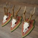 Cuernos de corzo, 20 unidades, corzos machos, cuernos de corzo macho, placas trofeo talladas 22.1350