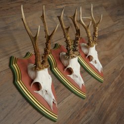 Cuernos de corzo, 20 unidades, corzos machos, cuernos de corzo macho, placas trofeo talladas 22.1350