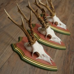 Cuernos de corzo, 20 unidades, corzos machos, cuernos de corzo macho, placas trofeo talladas 22.1350