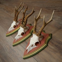 Cuernos de corzo, 20 unidades, corzos machos, cuernos de corzo macho, placas trofeo talladas 22.1350