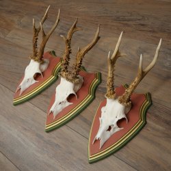 Cuernos de corzo, 20 unidades, corzos machos, cuernos de corzo macho, placas trofeo talladas 22.1350