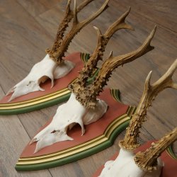 Cuernos de corzo, 20 unidades, corzos machos, cuernos de corzo macho, placas trofeo talladas 22.1350