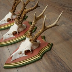 Cuernos de corzo, 20 unidades, corzos machos, cuernos de corzo macho, placas trofeo talladas 22.1350