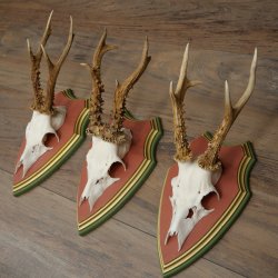 Cuernos de corzo, 20 unidades, corzos machos, cuernos de corzo macho, placas trofeo talladas 22.1350