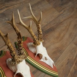 Cuernos de corzo, 20 unidades, corzos machos, cuernos de corzo macho, placas trofeo talladas 22.1350