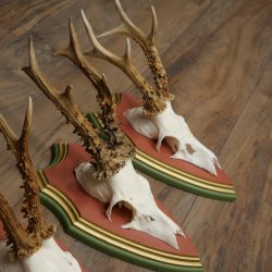 Cuernos de corzo, 20 unidades, corzos machos, cuernos de corzo macho, placas trofeo talladas 22.1350