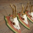 Cuernos de corzo, 20 unidades, corzos machos, cuernos de corzo macho, placas trofeo talladas 22.1350