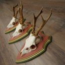 Cuernos de corzo, 20 unidades, corzos machos, cuernos de corzo macho, placas trofeo talladas 22.1350