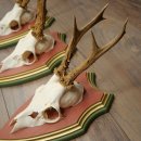 Cuernos de corzo, 20 unidades, corzos machos, cuernos de corzo macho, placas trofeo talladas 22.1350