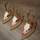Cuernos de corzo, 20 unidades, corzos machos, cuernos de corzo macho, placas trofeo talladas 22.1350