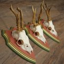 Cuernos de corzo, 20 unidades, corzos machos, cuernos de corzo macho, placas trofeo talladas 22.1350