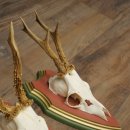 Cuernos de corzo, 20 unidades, corzos machos, cuernos de corzo macho, placas trofeo talladas 22.1350