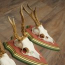 Cuernos de corzo, 20 unidades, corzos machos, cuernos de corzo macho, placas trofeo talladas 22.1350