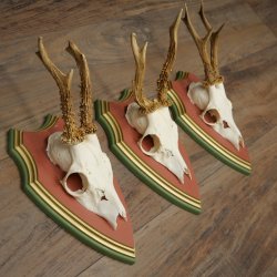 Cuernos de corzo, 20 unidades, corzos machos, cuernos de corzo macho, placas trofeo talladas 22.1350