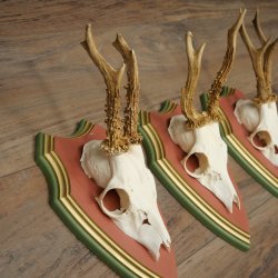 Cuernos de corzo, 20 unidades, corzos machos, cuernos de corzo macho, placas trofeo talladas 22.1350