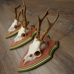 Cuernos de corzo, 20 unidades, corzos machos, cuernos de corzo macho, placas trofeo talladas 22.1350