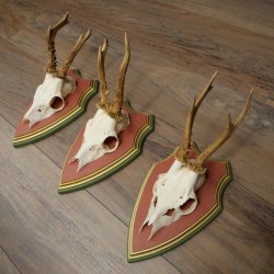 Cuernos de corzo, 20 unidades, corzos machos, cuernos de corzo macho, placas trofeo talladas 22.1350