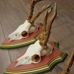 Cuernos de corzo, 20 unidades, corzos machos, cuernos de corzo macho, placas trofeo talladas 22.1350