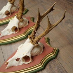 Cuernos de corzo, 20 unidades, corzos machos, cuernos de corzo macho, placas trofeo talladas 22.1350