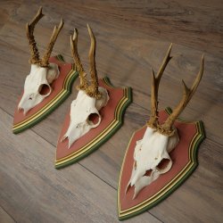 Cuernos de corzo, 20 unidades, corzos machos, cuernos de corzo macho, placas trofeo talladas 22.1350