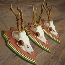 Cuernos de corzo, 20 unidades, corzos machos, cuernos de corzo macho, placas trofeo talladas 22.1350