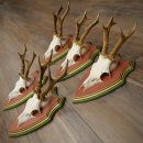 Corna di capriolo 20 pezzi Corna di capriolo Corna di...