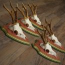 Cuernos de corzo, 20 unidades, corzos machos, cuernos de corzo macho, placas trofeo talladas 22.1350