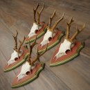 Cuernos de corzo, 20 unidades, corzos machos, cuernos de corzo macho, placas trofeo talladas 22.1350