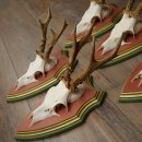 Cuernos de corzo, 20 unidades, corzos machos, cuernos de corzo macho, placas trofeo talladas 22.1350