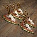 Cuernos de corzo, 20 unidades, corzos machos, cuernos de corzo macho, placas trofeo talladas 22.1350