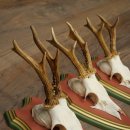 Cuernos de corzo, 20 unidades, corzos machos, cuernos de corzo macho, placas trofeo talladas 22.1350
