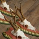 Cuernos de corzo, 20 unidades, corzos machos, cuernos de corzo macho, placas trofeo talladas 22.1350