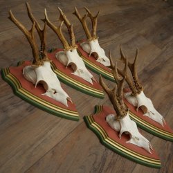 Cuernos de corzo, 20 unidades, corzos machos, cuernos de corzo macho, placas trofeo talladas 22.1350