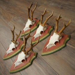Cuernos de corzo, 20 unidades, corzos machos, cuernos de corzo macho, placas trofeo talladas 22.1350