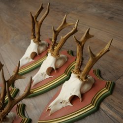 Cuernos de corzo, 20 unidades, corzos machos, cuernos de corzo macho, placas trofeo talladas 22.1350