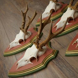 Cuernos de corzo, 20 unidades, corzos machos, cuernos de corzo macho, placas trofeo talladas 22.1350